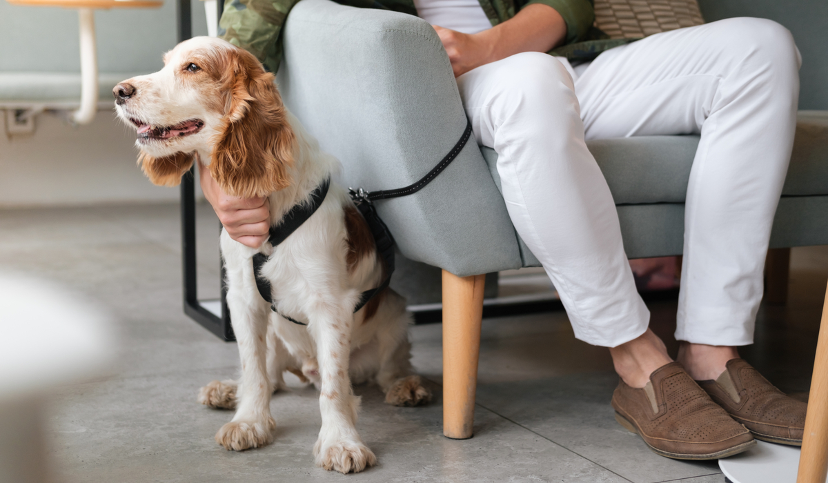 signs of stress in dogs
