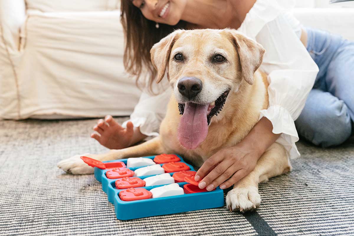 signs of stress in dogs. dog with puzzle game