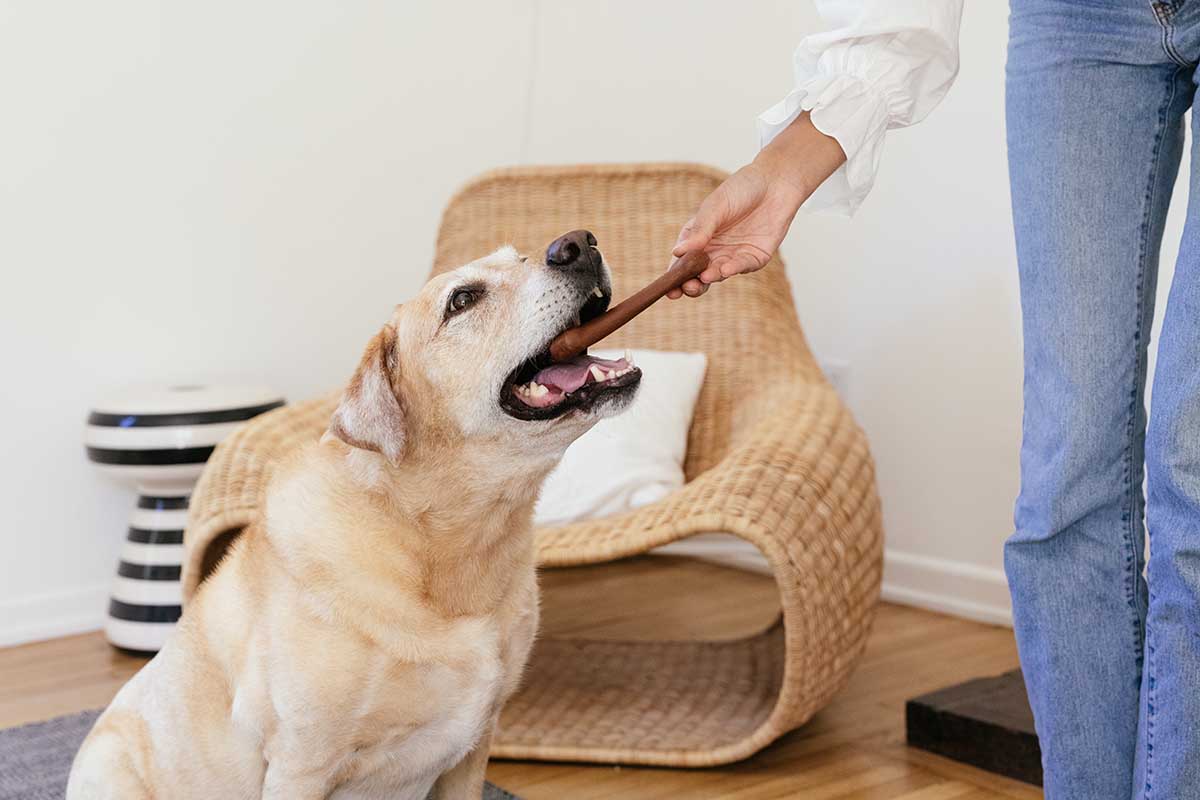 dog getting a treat