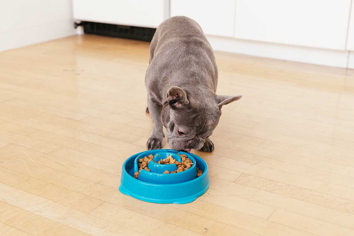 The Myriad Benefits of Dog Food Puzzle Bowls