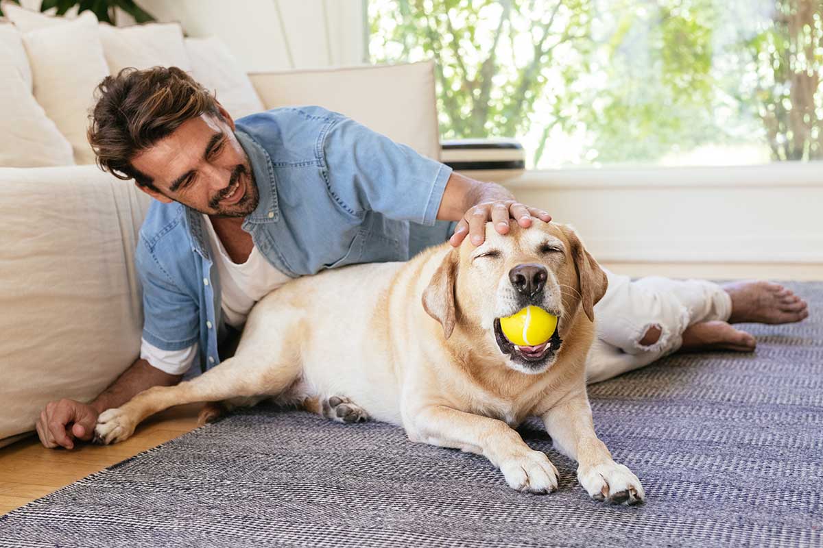 dog lounging with his human