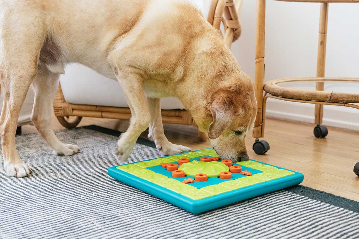multipuzzle alternatives to dog parks