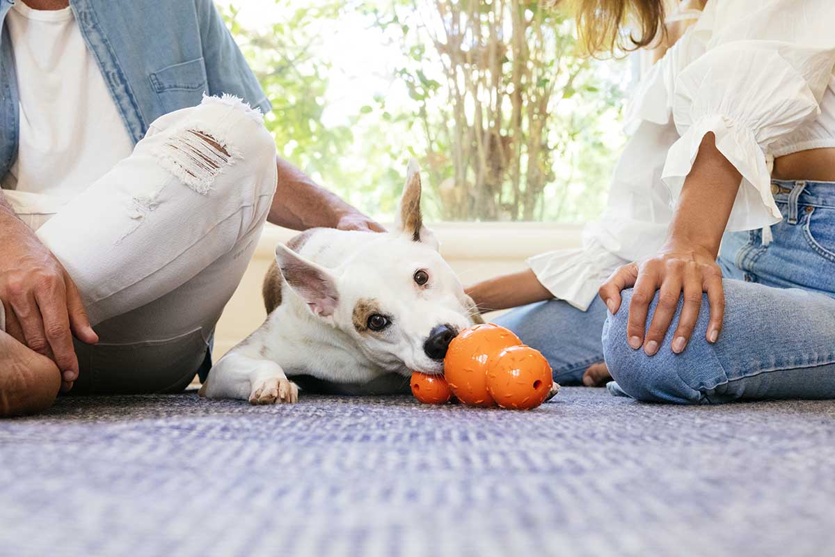 dog with stuffable dog toys planet dog diamond plate toy