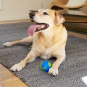 how to build a dogs confidence