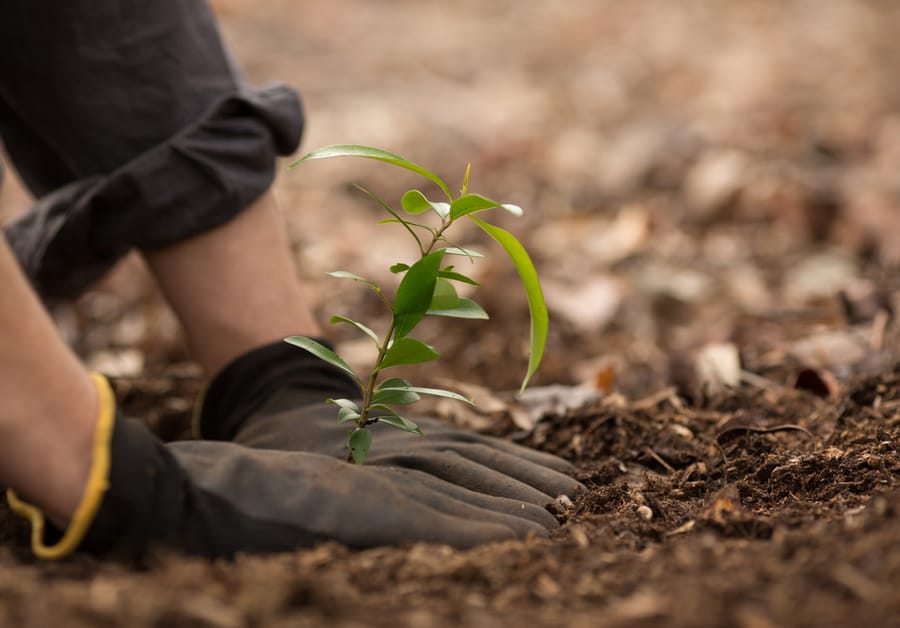 person planting
