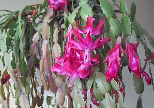 christmas cactus