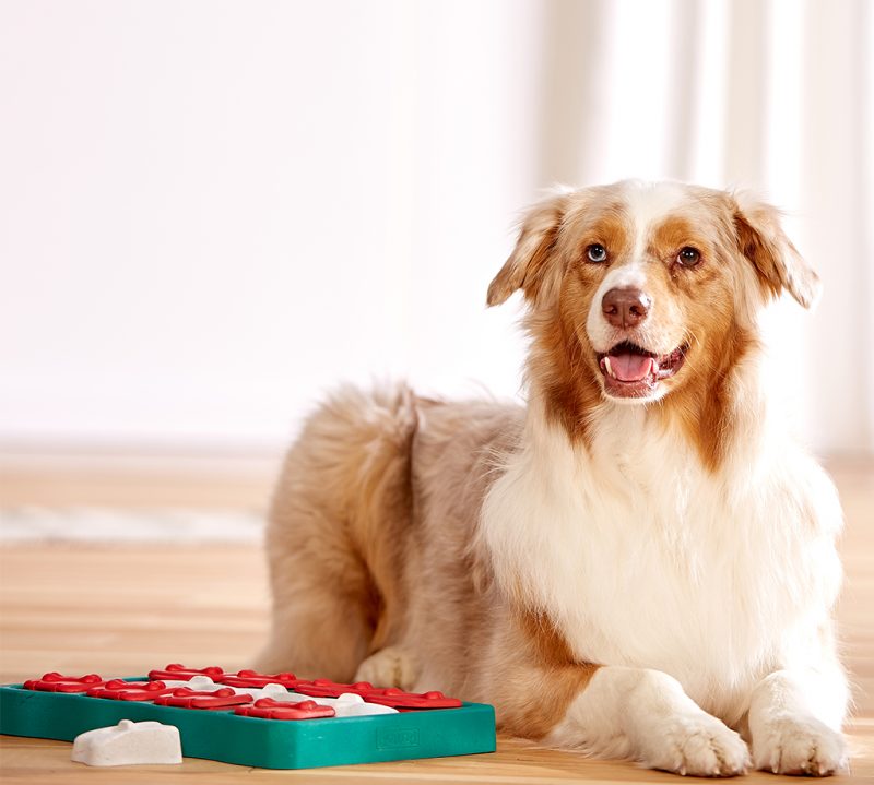 dog with dog puzzle