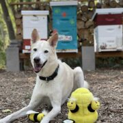 dog around beehives