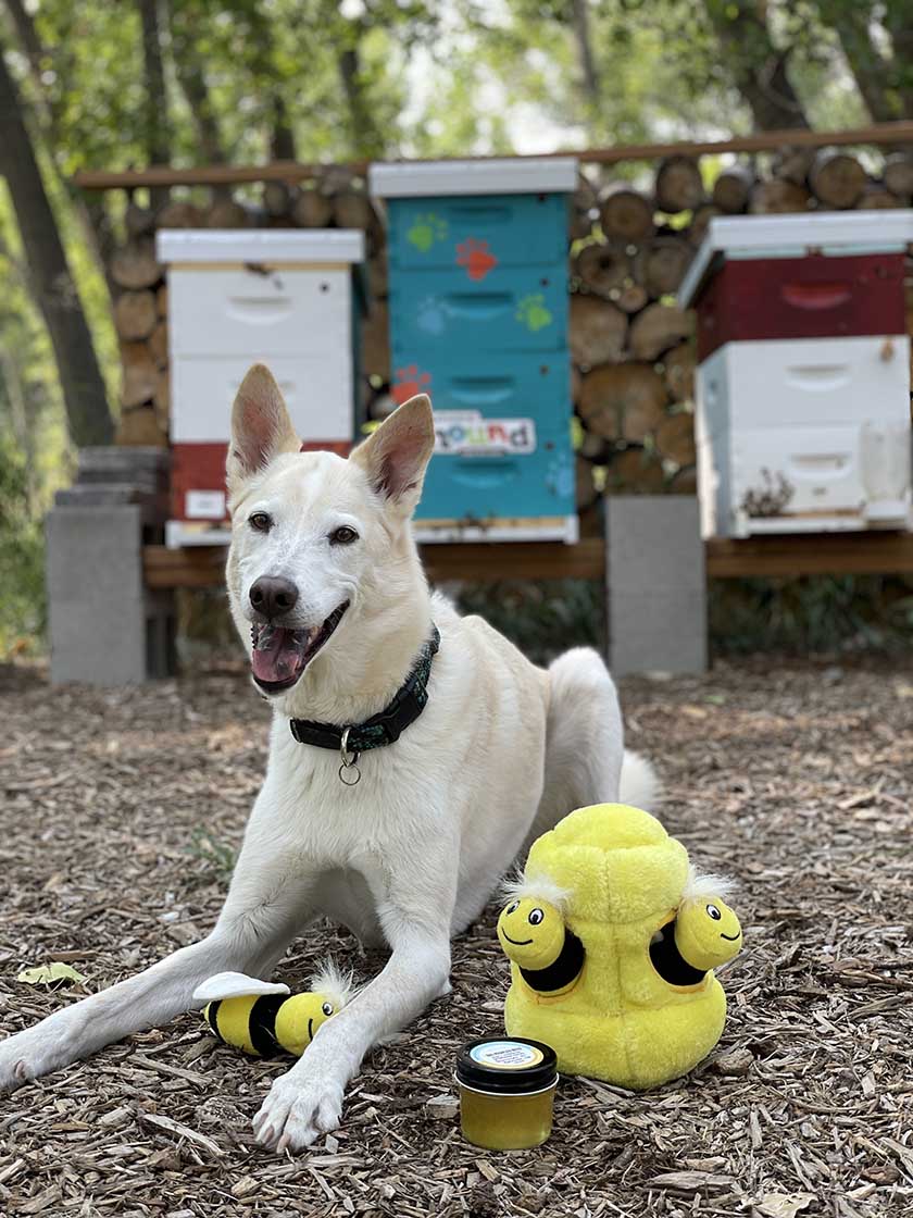 dog around beehives