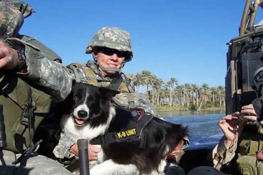 hero dog sage