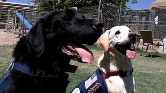 9/11 hero dogs