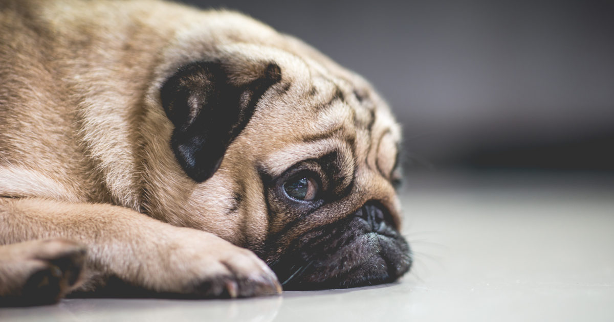 10 Ways to Provide Natural Anxiety Relief for Dogs and Cats