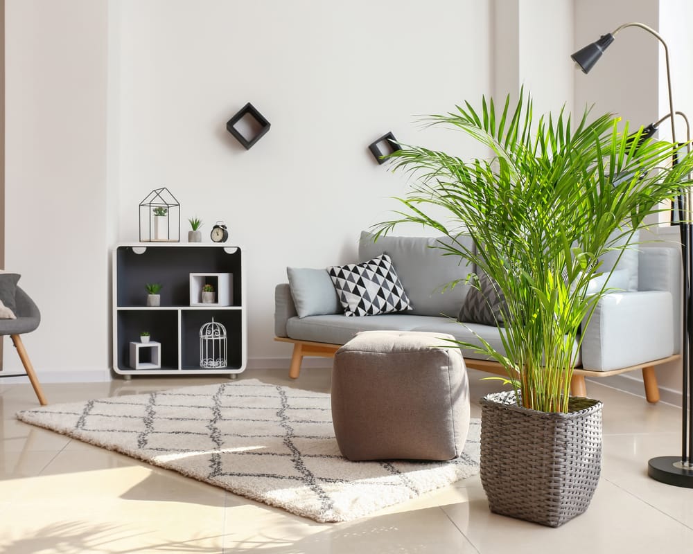 areca palm
