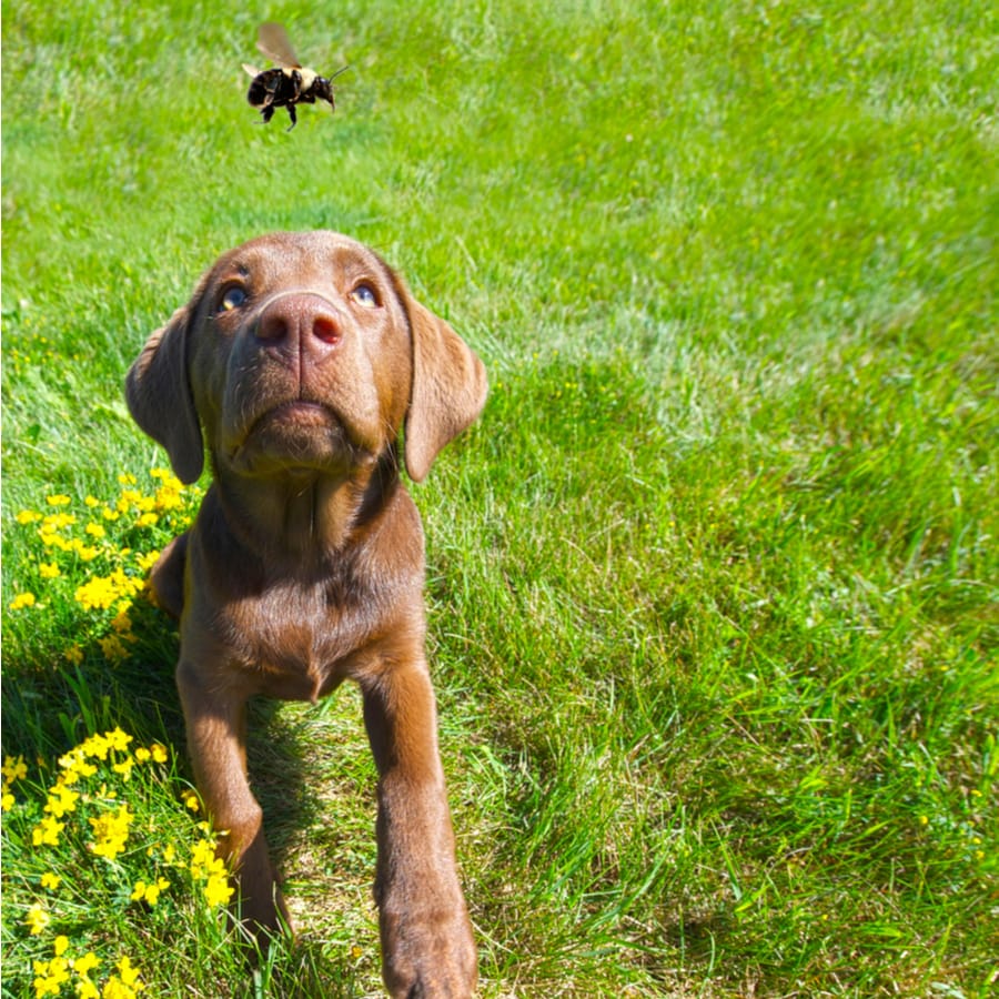 dog chading bee