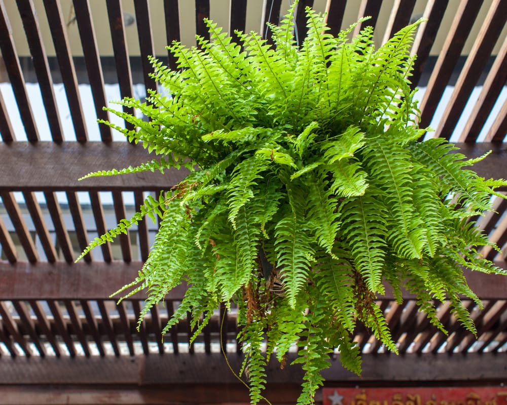 boston fern