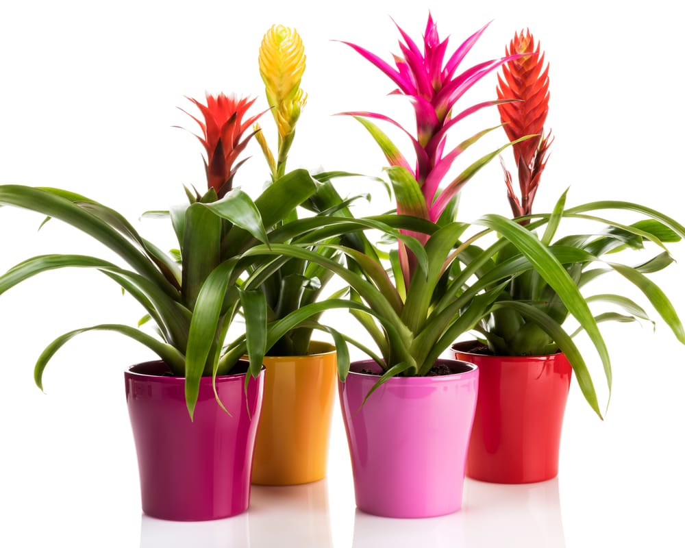 bromeliads 