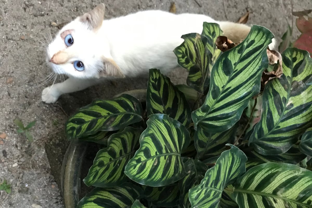 prayer plants are pet friendly indoor plants