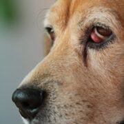 cherry eye in dogs