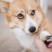 dog split nail