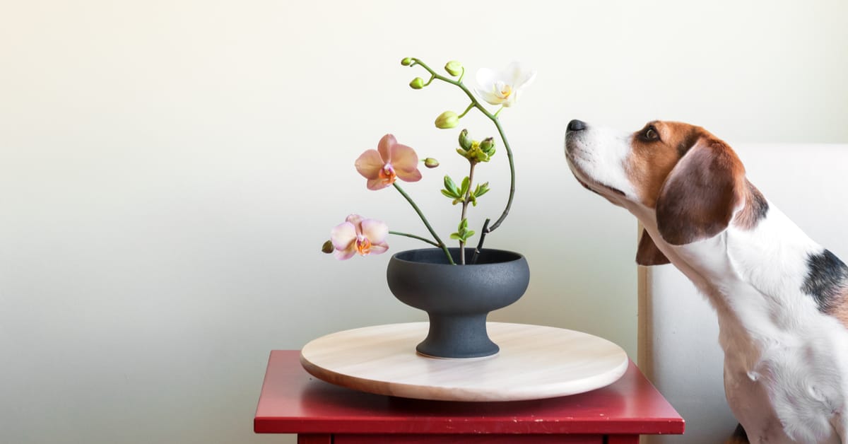 dog smelling an orchid