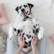 do dogs have belly buttons