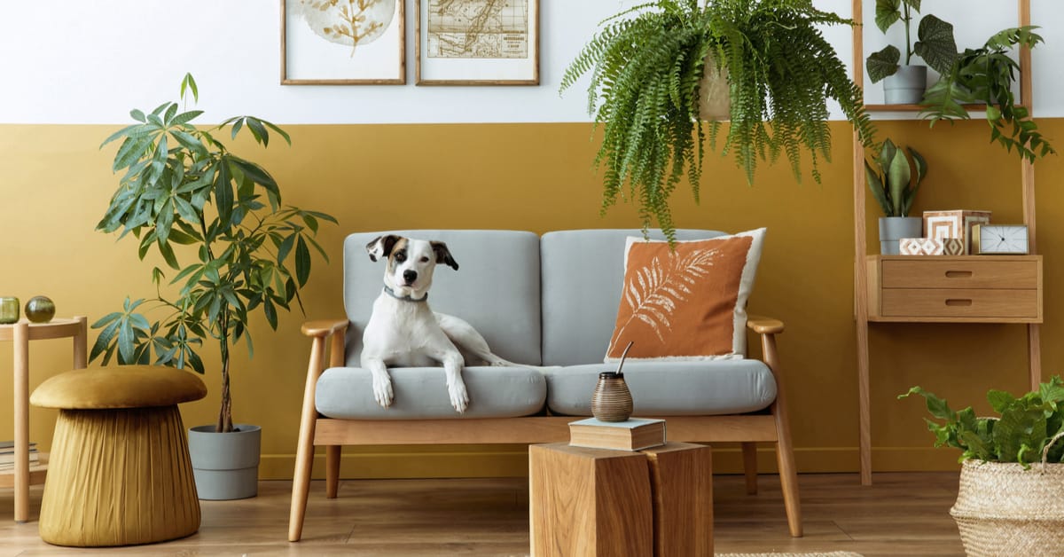 pet friendly indoor plants