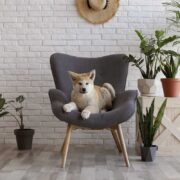 pet friendly indoor plants