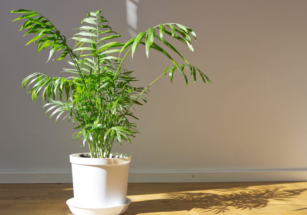 parlor palm