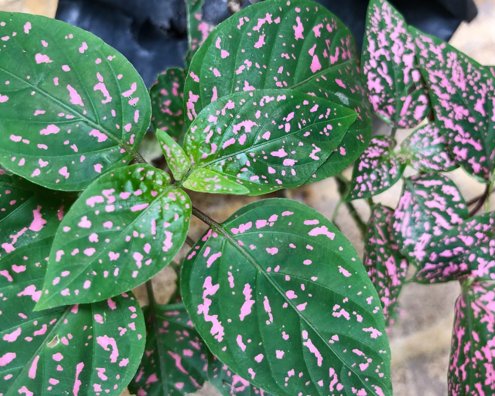 polka dot plant