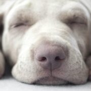 waking a deaf dog