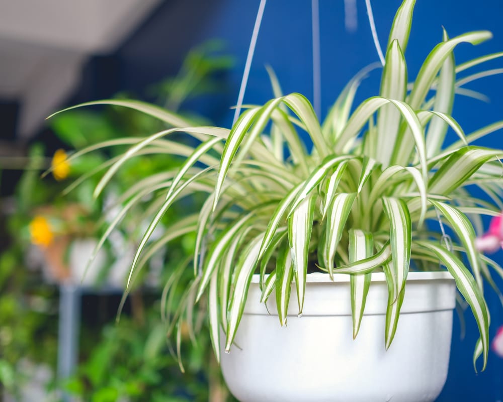 spider plant