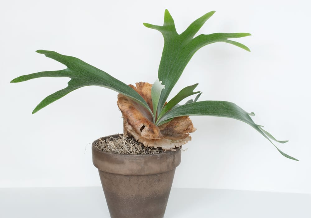 staghorn fern