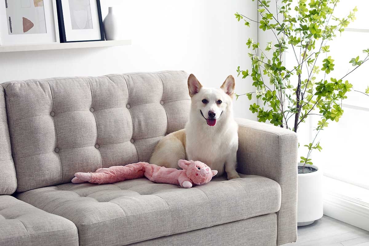 Spring Cleaning Safety: Is Pine Sol Safe For Pets?