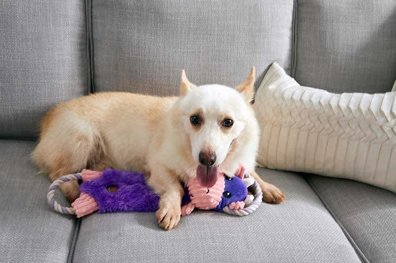 corgi on a couch