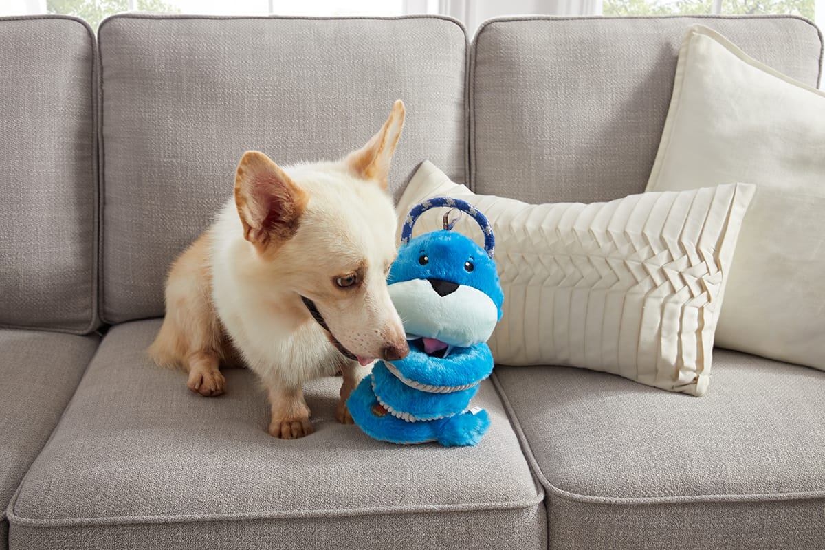 springys dog tug toy