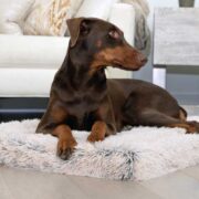 calming pet bed