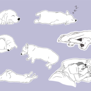 dog sleeping positions