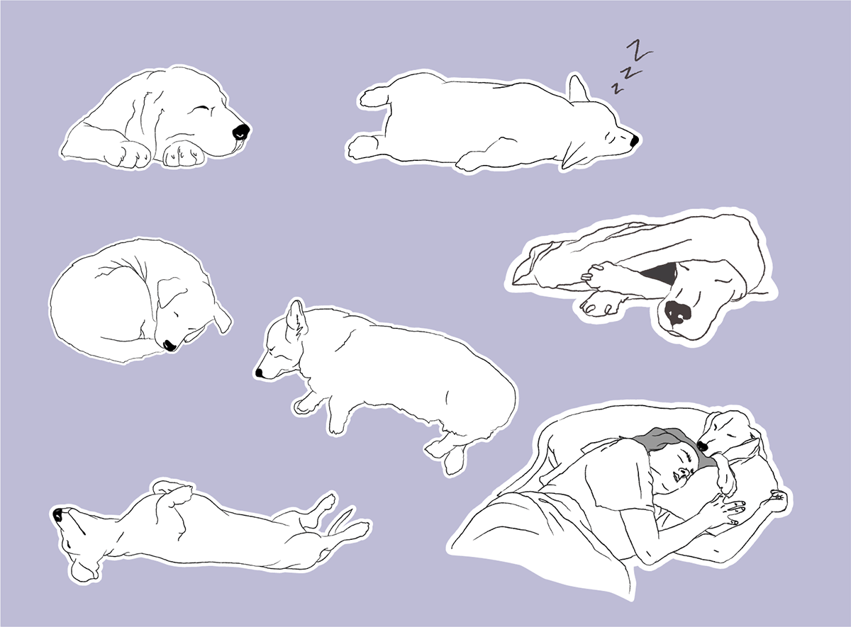 7 Common Dog Sleeping Positions & What They Mean