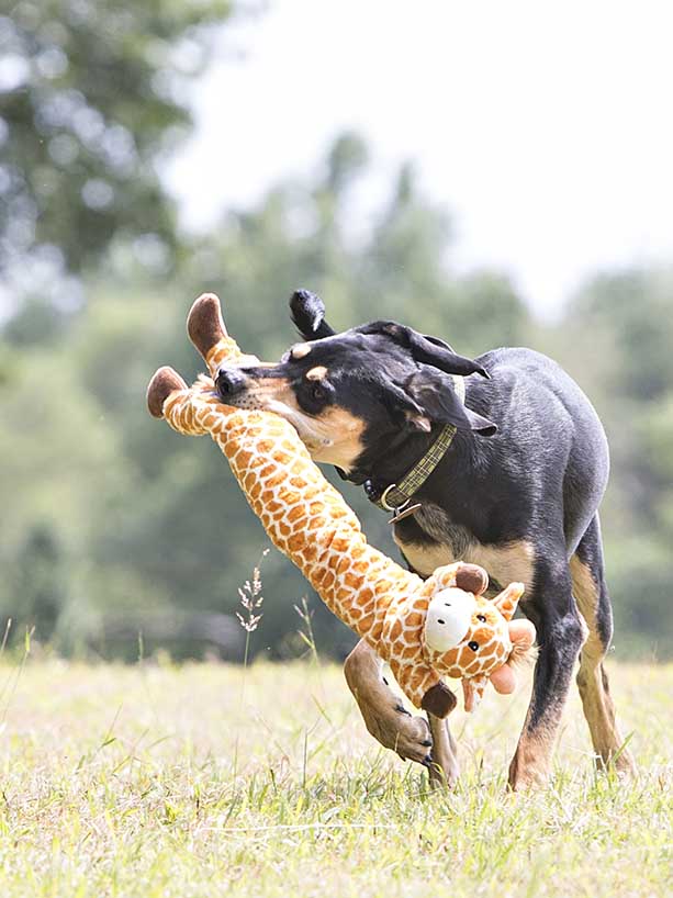 longidudes dog tug toy
