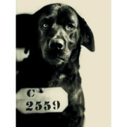 pep the eastern state penitentiary dog