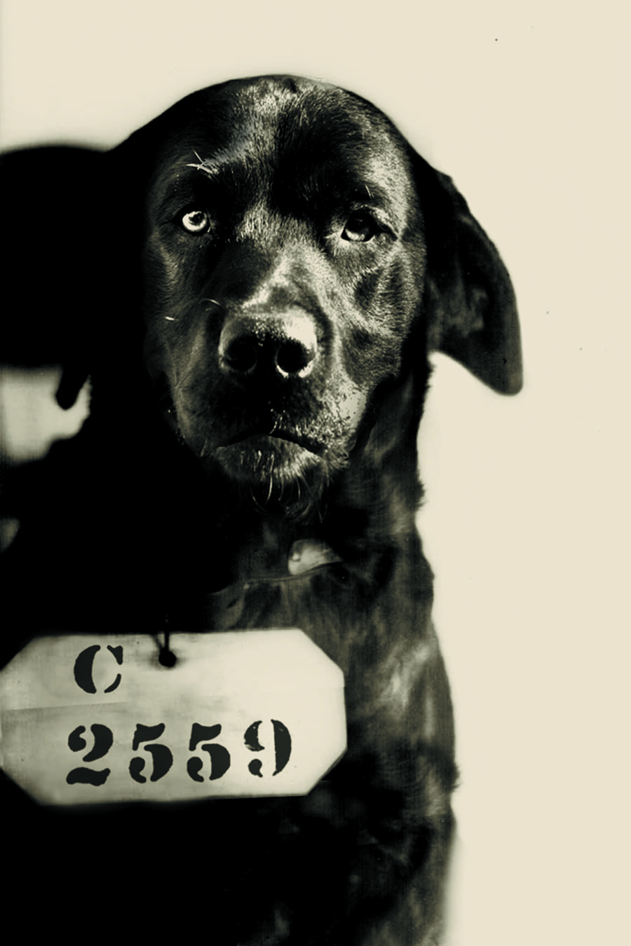 pep the prison dog