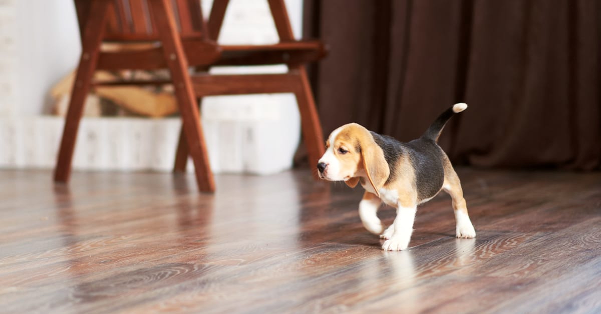 dogs and hardwood floors