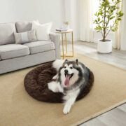 how to teach place to a dog using a dog bed