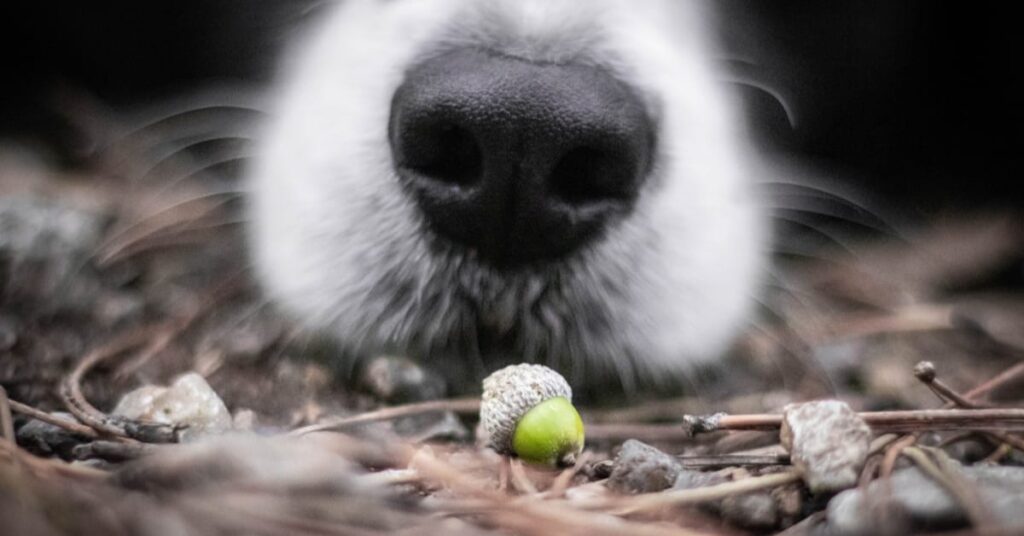 are acorns bad for dogs