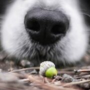 are acorns bad for dogs