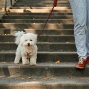 dog on a walk with human