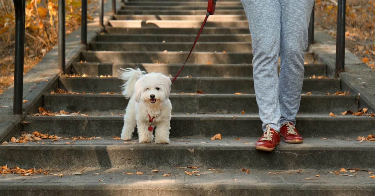Pandemic Challenges for Pet Professionals