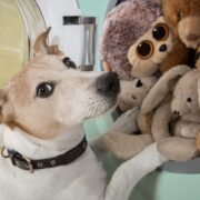how to wash dog toys