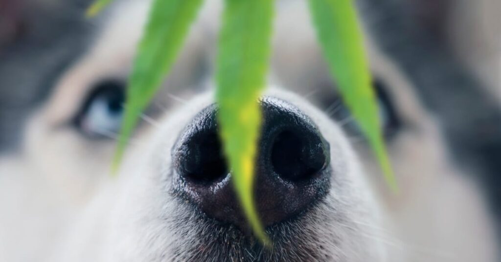 my dog ate weed how long will it last