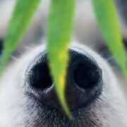 my dog ate weed how long will it last